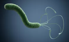 Helicobacter pylori: как убить её быстрее?