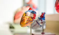 Учёные: Нарушения в кишечной микрофлоре могут спровоцировать сердечную недостаточность