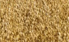 Овсяные и ржаные отруби улучшают микрофлору кишечника и снижают воспаление в печени