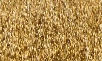 Овсяные и ржаные отруби улучшают микрофлору кишечника и снижают воспаление в печени