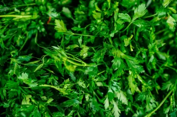 Диетолог: Укроп и петрушка могут стать причиной гепатита А