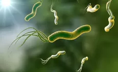 Профессор Бордин: Бактерия Helicobacter pylori — это основная причина гастрита, язвы и рака желудка