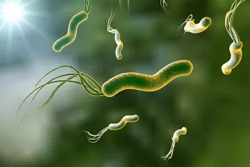 Профессор Бордин: Бактерия Helicobacter pylori — это основная причина гастрита, язвы и рака желудка