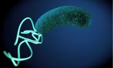 Гастроэнтеролог объяснила, нужно ли лечить хеликобактер