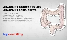 Изучаем анатомию толстой кишки