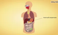 Как устроен желудочно-кишечный тракт