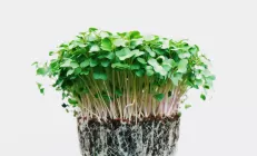 Учёные назвали микрозелень суперпродуктом будущего