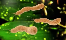 Что такое Helicobacter pylori, о которой все говорят?