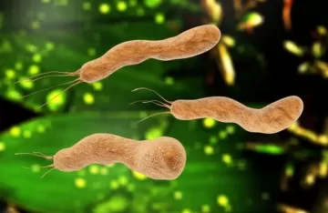 Что такое Helicobacter pylori, о которой все говорят?