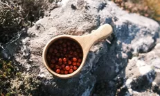 Учёные: Брусничный сок может быть полезен при ВЗК