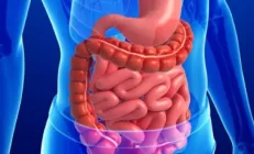 Анатомия пищеварительной системы