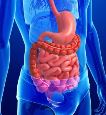 Анатомия пищеварительной системы