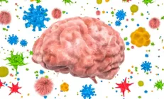 Учёные: Кишечные бактерии помогают защитить мозг и ЦНС от опасных вирусов