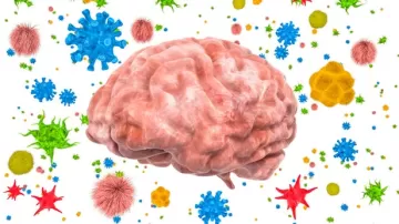 Учёные: Кишечные бактерии помогают защитить мозг и ЦНС от опасных вирусов