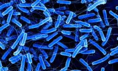 Клетчатка защищает кишечник от опасных бактерий