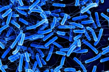 Клетчатка защищает кишечник от опасных бактерий