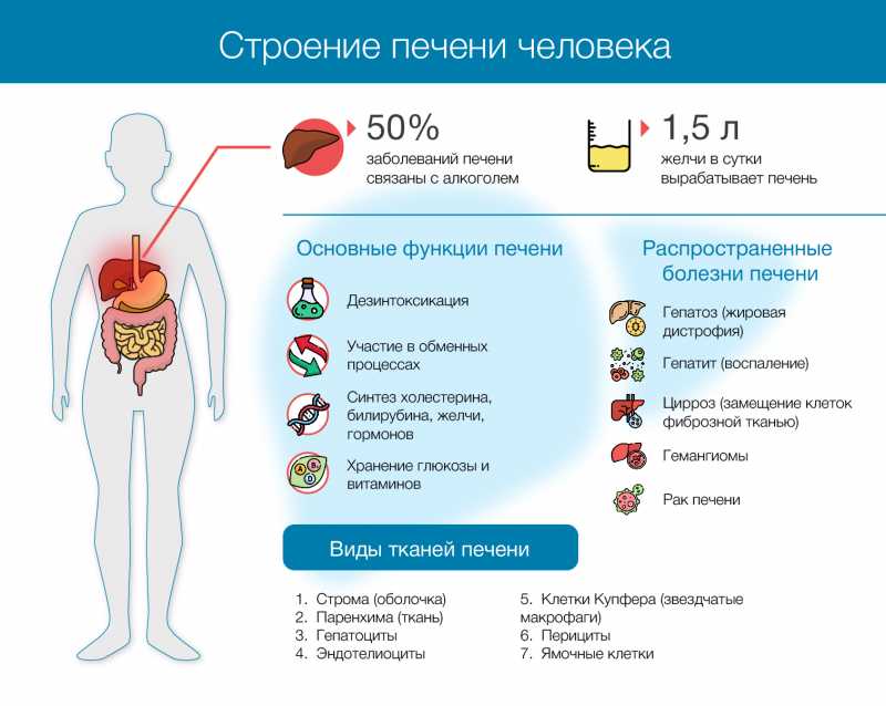 Расположение печени у человека фото спереди у мужчин