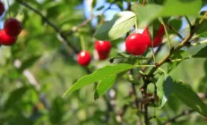 Вишнёвый сок снижает воспаление в кишечнике