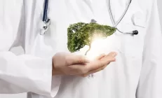 Учёные: Больные жировым гепатозом в качестве подсластителя могут использовать стевию