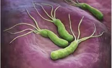 Учёные: Бактерия Helicobacter pylori повышает риск болезни Альцгеймера