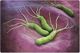 Учёные: Бактерия Helicobacter pylori повышает риск болезни Альцгеймера