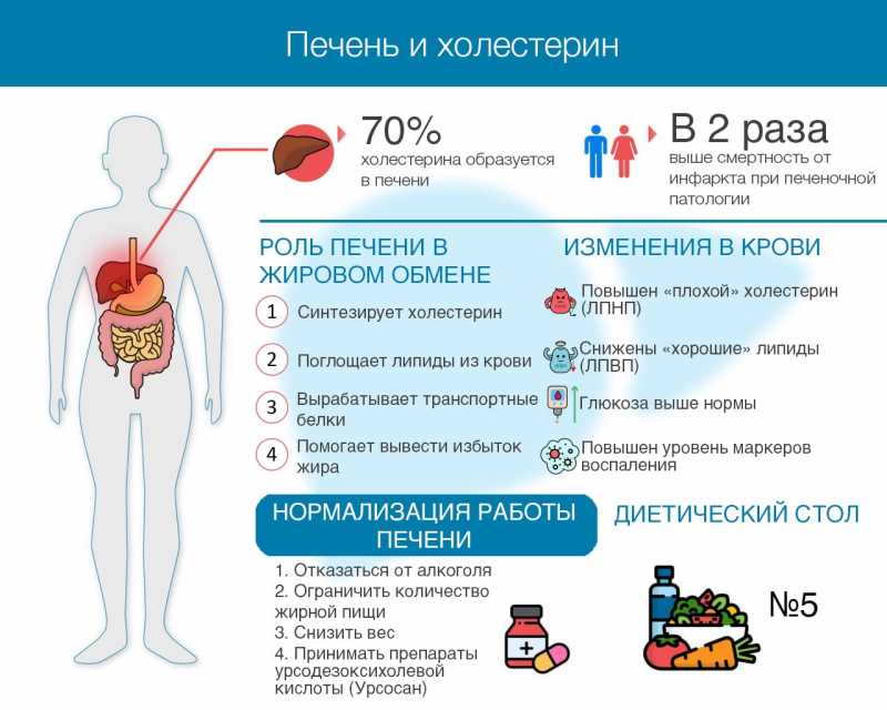 Что с печенью если повышен холестерин в крови