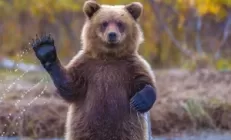 Как медведи вылечат печень