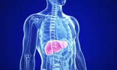 Печень - не бесполезный орган