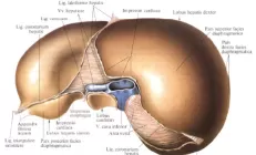 Изучение печени в космосе