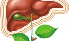 Как феникс из пепла: регенерация печени