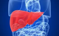 Секс и печень