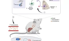 Медики выяснили, как голодание запускает процесс аутофагии