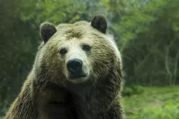 Медвежья желчь: почему вашей печени не нужен «натурпродукт»