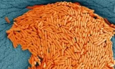 Учёные: Препарат для печени помогает в лечении инфекции C. difficile