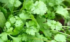 Исследование: Пряные травы помогают в профилактике и лечении ожирения