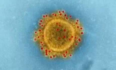 Новый коронавирус: что нужно знать