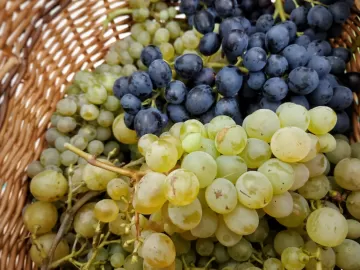 Виноград снижает риск ожирения печени — учёные
