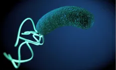 Учёные: Скрининг на Helicobacter pylori в 5 раз выгоднее лечения рака желудка
