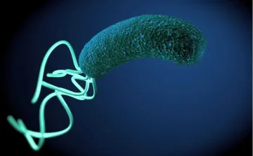 Учёные: Скрининг на Helicobacter pylori в 5 раз выгоднее лечения рака желудка