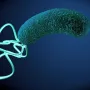Может ли инфекция Helicobacter pylori вызвать рак желудка?