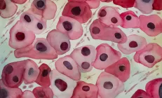 Учёные: Периодическое голодание стимулирует клетки печени к быстрому делению