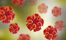 Учёные нашли способ остановить размножение вируса гепатита Е