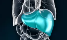 Накопление меди в печени: что делать?