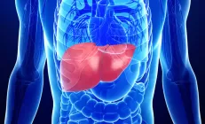 Учёные нашли новый механизм восстановления больной печени