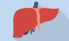 «Железа настроения»: французские учёные рассказали, как печень влияет на нервную систему