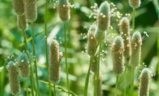 Правда или вымысел? Чаи для похудения помогают сбросить вес