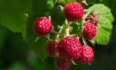 Учёные рассказали, как гранаты и малина помогают «жирной печени»