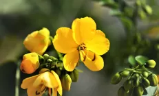 Гепатотоксичные растения: топ опасных для печени трав и их воздействие