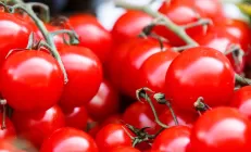Томаты помогают в борьбе с жировой болезнью печени, раком и воспалением