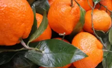 5 декабрьских фруктов при гастрите – можно или нельзя?